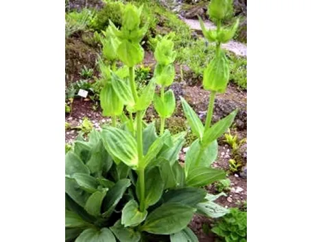 gentiana lutea