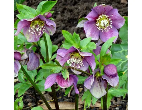 Dettaglio infiorescenze Helleborus orientalis.
