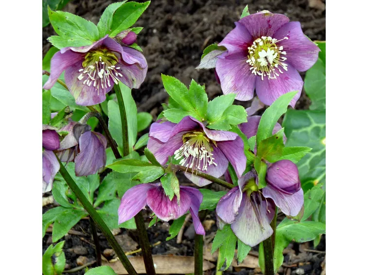 Dettaglio infiorescenze Helleborus orientalis.