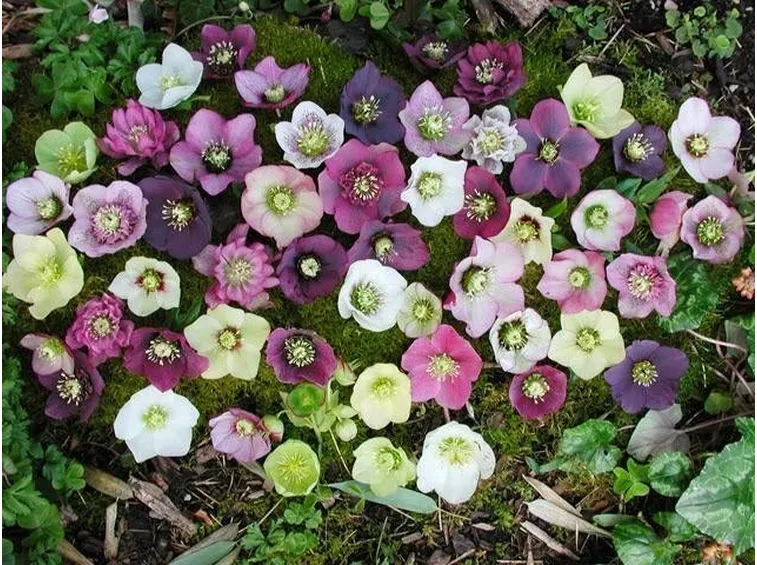 Struttura Helleborus niger.