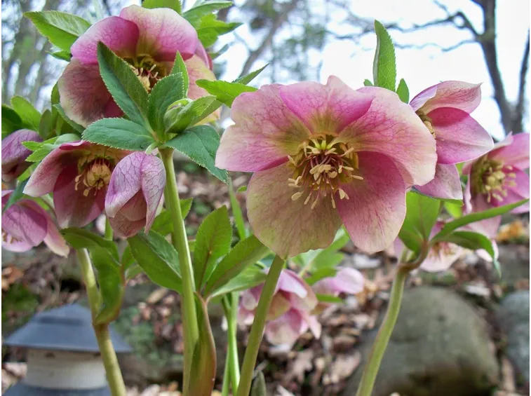 Esempio di Helleborus.