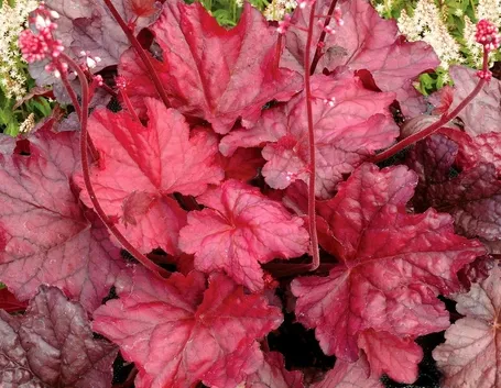 heucera rossa