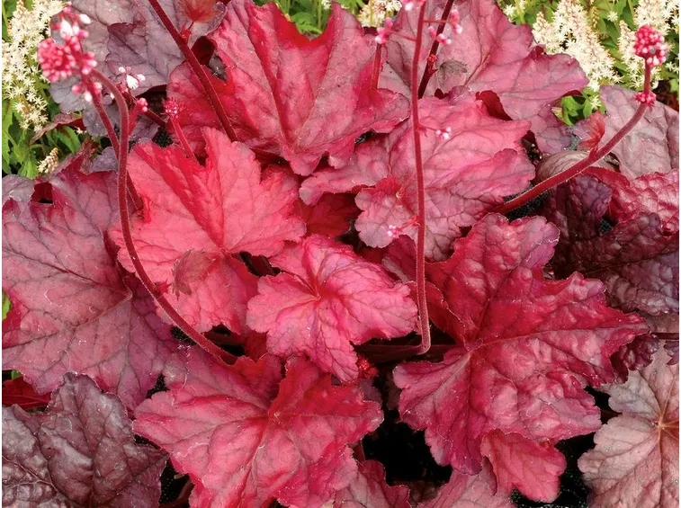 heucera rossa