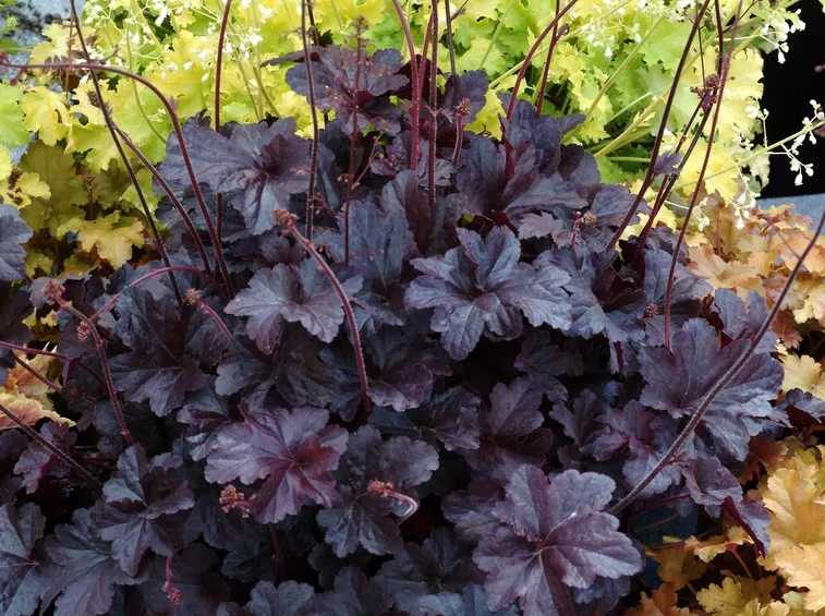heuchera viola