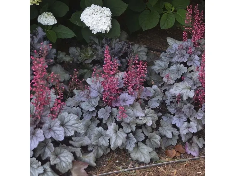heuchera argentata