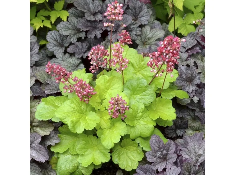 heuchera verde