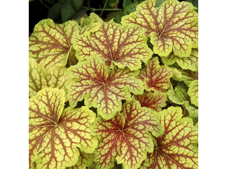 heuchera red lightning