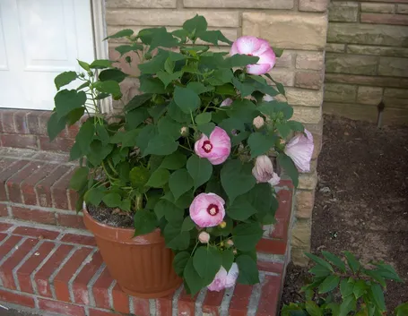 Esempio di hibiscus piantato in vaso