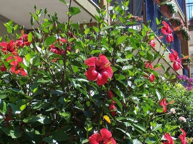 Esemplare di hibiscus rosa sinensis