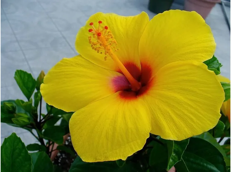 Hibiscus dai fiori gialli