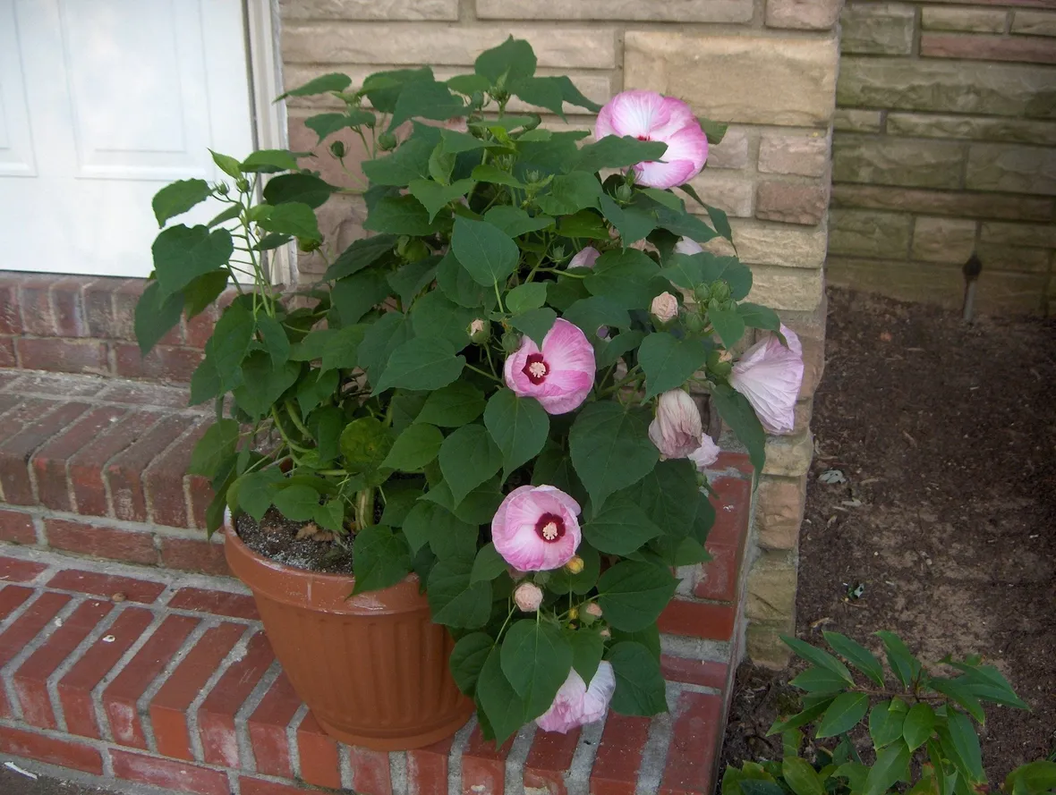 Esempio di hibiscus piantato in vaso