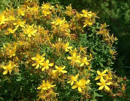 Pianta dell'hypericum fiorita