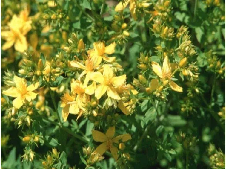 Pianta dell'hypericum fiorito