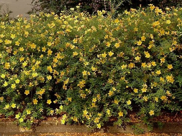 Pianta dell'hypericum fiorita