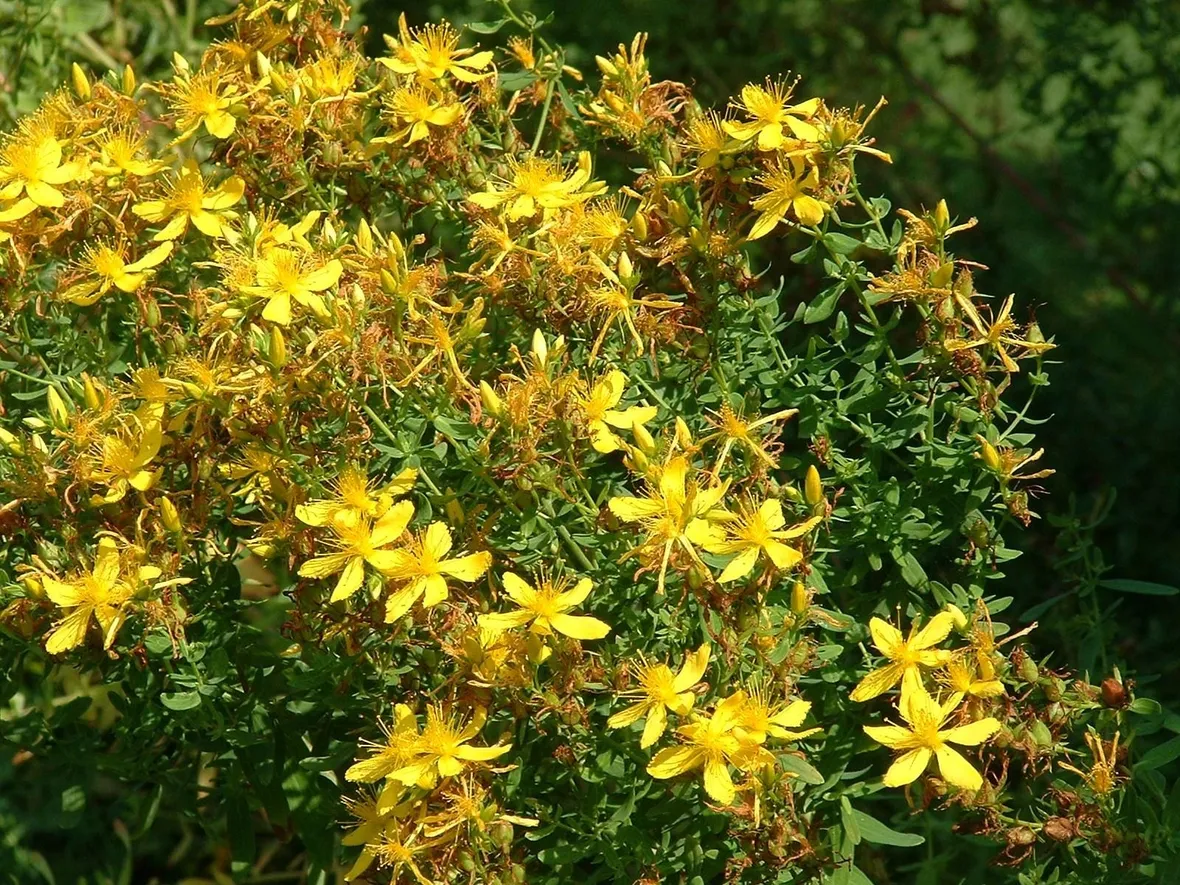Pianta dell'hypericum fiorita