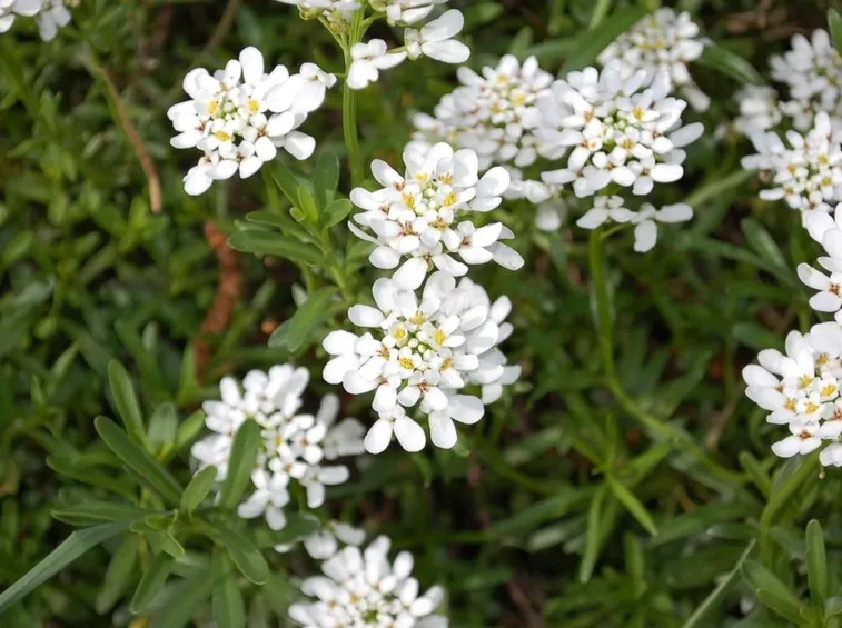 Iberis fiore