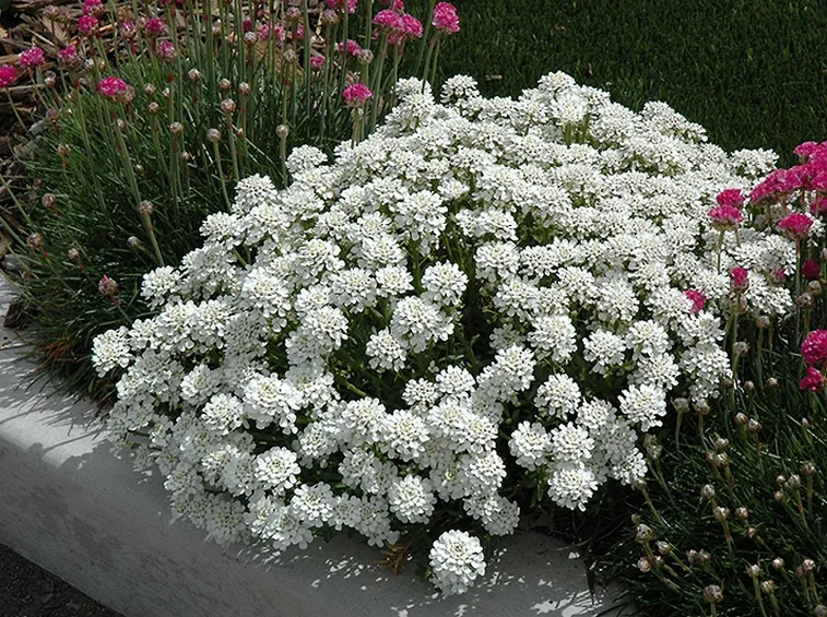 Piante perenni