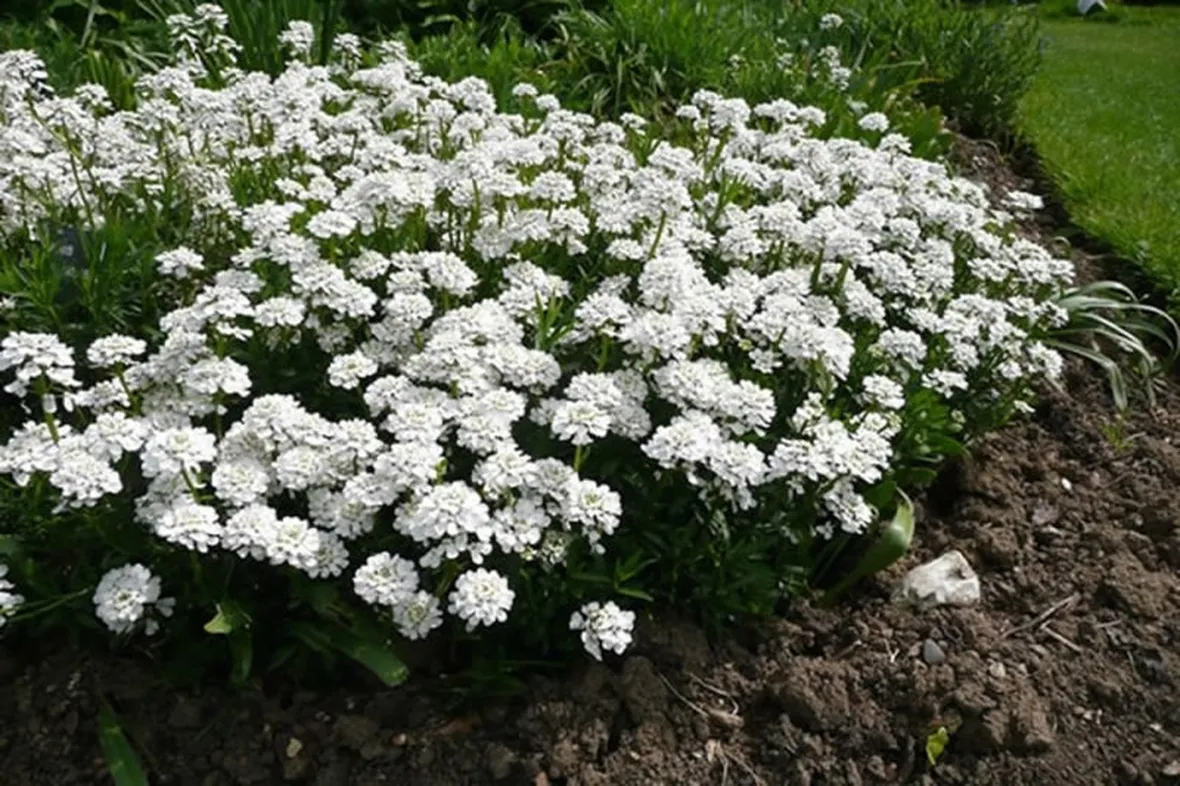 Iberis