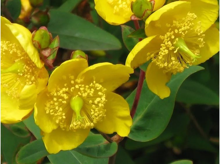 fiori iperico