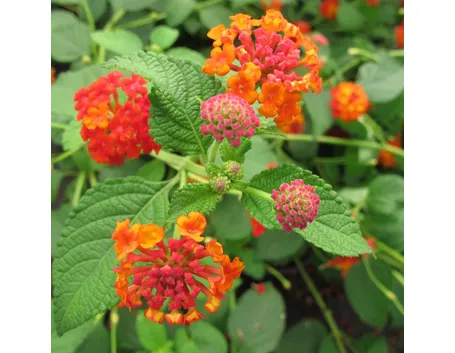 Lantana