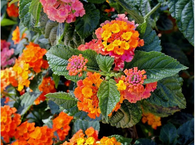 lantana pianta