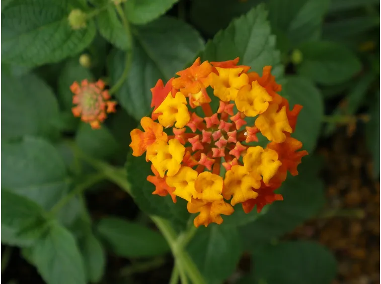 lantana