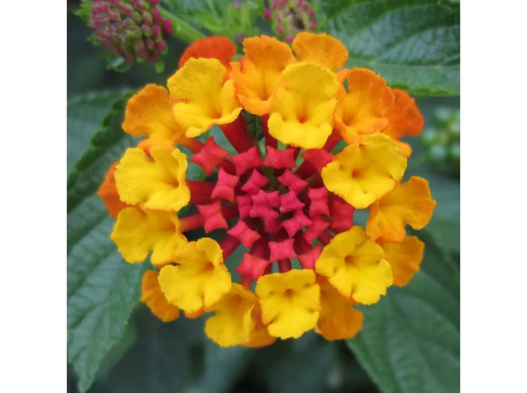 lantana