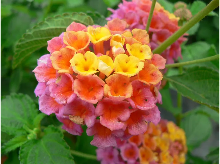 lantana camara