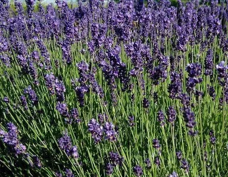 Cespugli di lavanda angustifolia