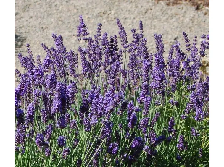 Lavanda angustifolia fioritura