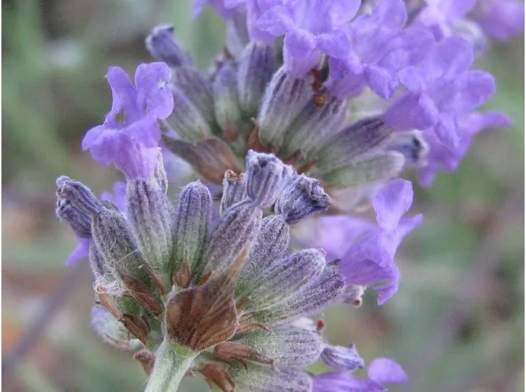 Dettaglio fiori lavanda angustifolia