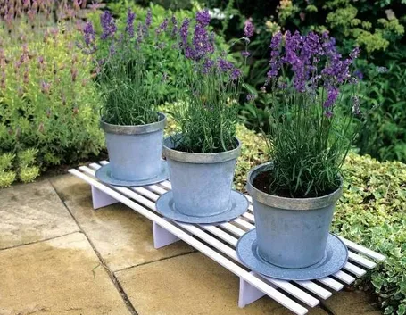 Vasi di Lavanda