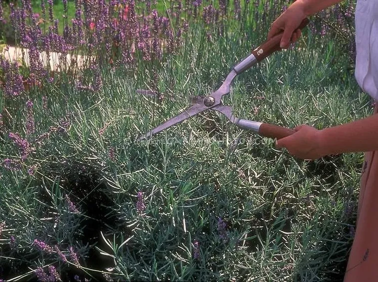 Potatura della Lavanda