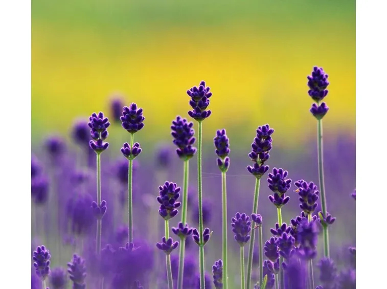 Fiore di Lavanda