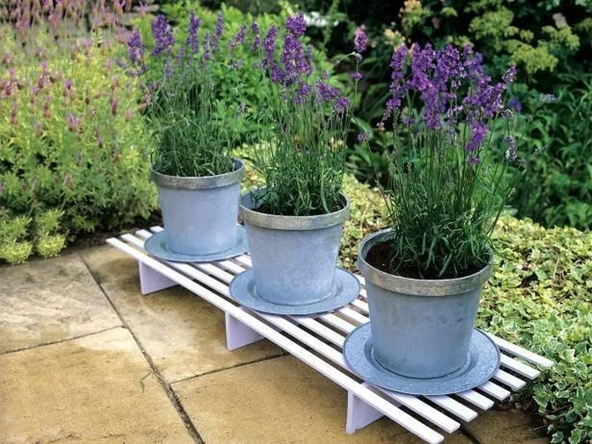 Vasi di Lavanda