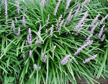 Cespuglio di liriope.