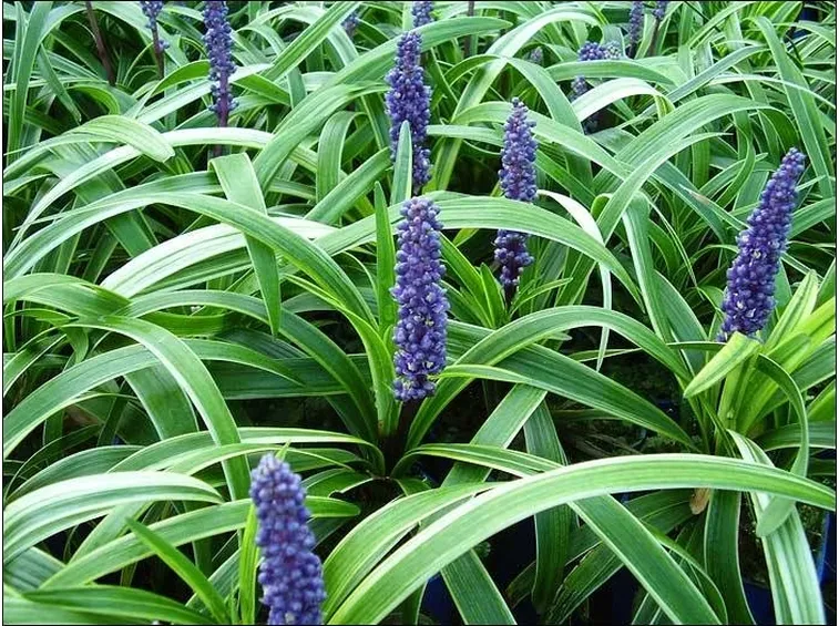 Dettaglio fogliame Liriope.