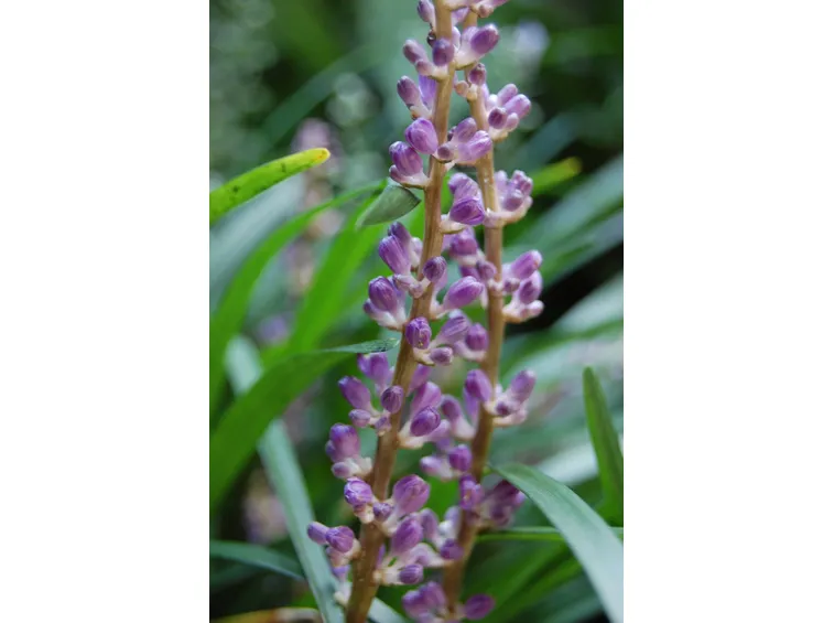 Dettaglio infiorescenze della Liriope.