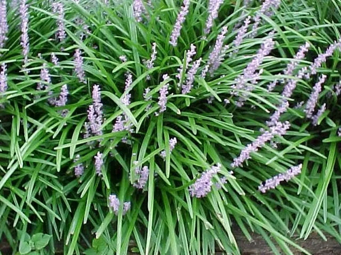 Cespuglio di liriope.