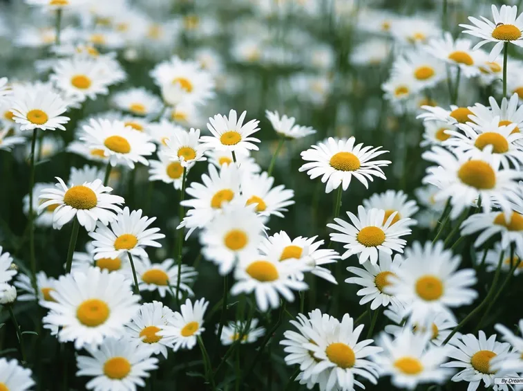 Fiori di margherite