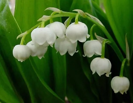 Fiori mughetto