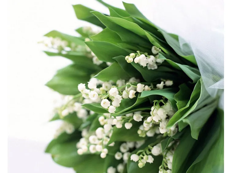 Bouquet mughetti