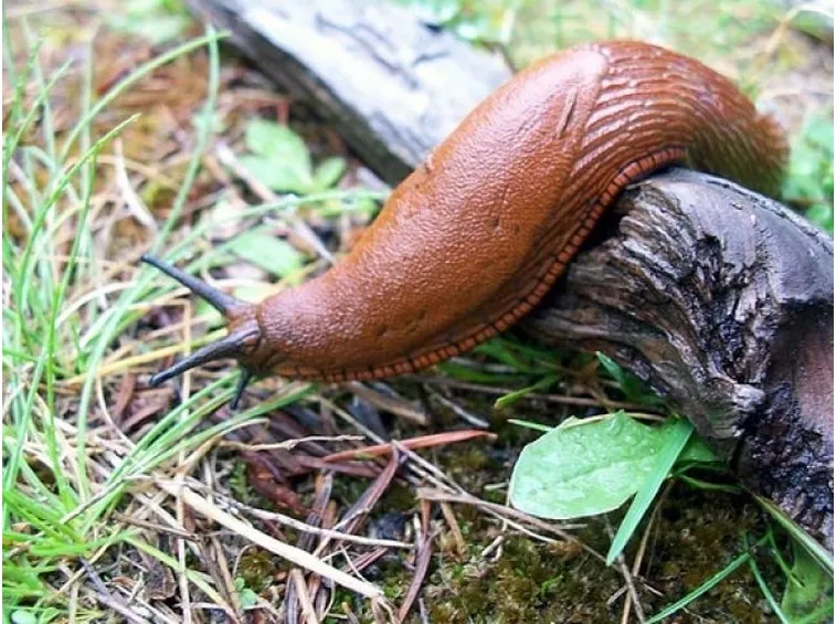 Limaccia