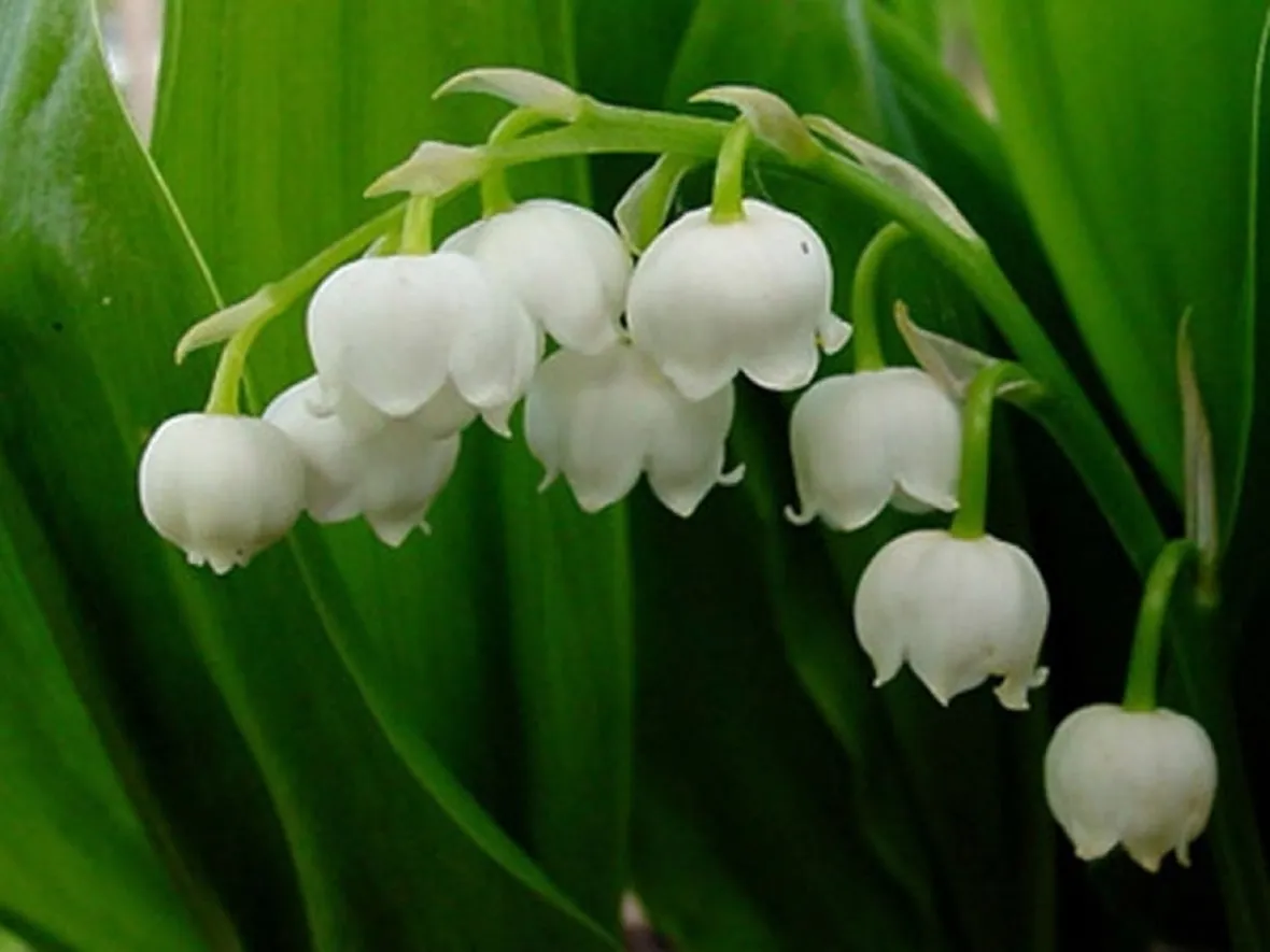 Fiori mughetto