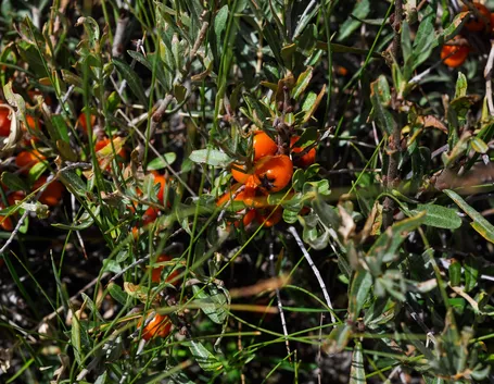 Olivello spinoso