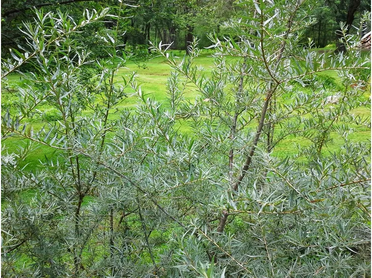 Bacche olivello