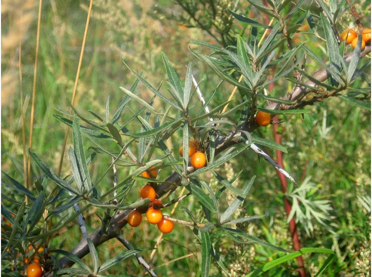 Frutto piante perenni