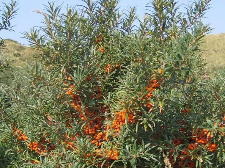 L'Olivello spinoso al sole