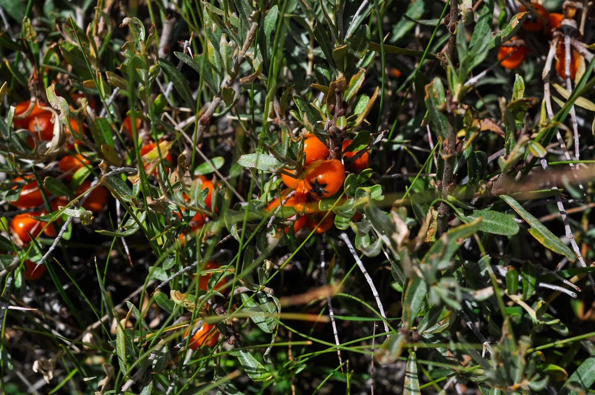 Olivello spinoso