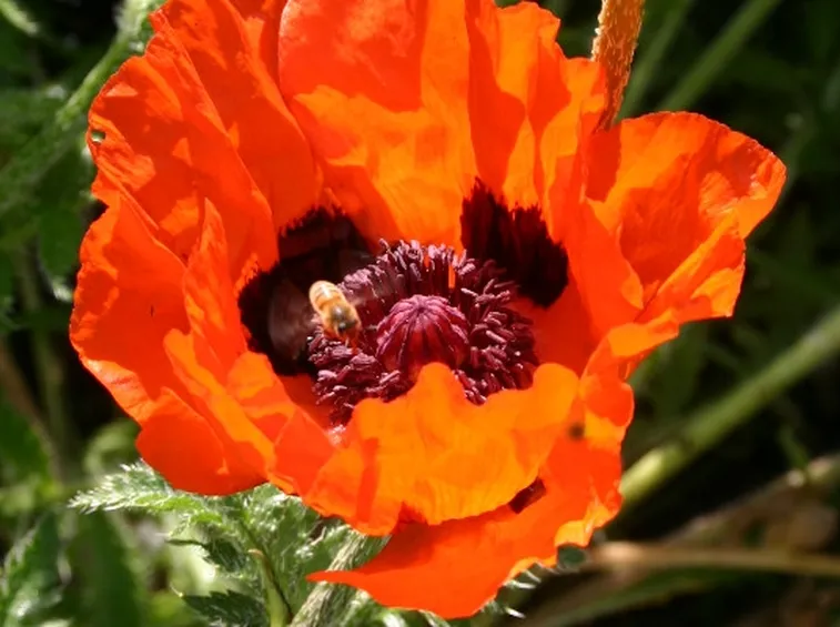Fiore dell'oppio